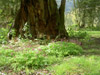 thumb-CarefreeAcres11.jpg